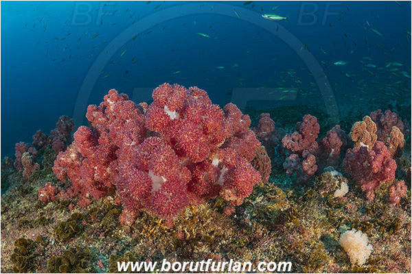 Aliwal shoal, Umkomaas, South Africa, Indian ocean, Dendronephthya sp., Dendronephthya, Nephtheidae, Soft coral, Coral, Anthozoa, Cnidaria, Cnidarian, Reef