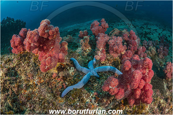 Aliwal shoal, Umkomaas, South Africa, Indian ocean, Dendronephthya sp., Dendronephthya, Nephtheidae, Soft coral, Coral, Anthozoa, Cnidaria, Cnidarian, Reef, Linckia laevigata, Linckia, Ophidiasteridae, Asteroidea, Blue Starfish, Echinodermata, Echinoderm
