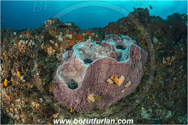 Aliwal shoal, Umkomaas, South Africa, Indian ocean, Ircinia sp., Ircinia, Irciniidae, Cup sponge, Sponge, Porifera, Reef