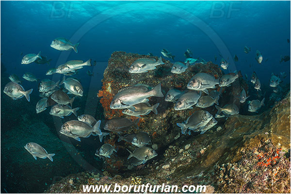 Aliwal shoal, Umkomaas, South Africa, Indian ocean, Polyamblyodon germanum, Polyamblyodon, Sparidae, German, Seabream, Fish, Fish school, Reef