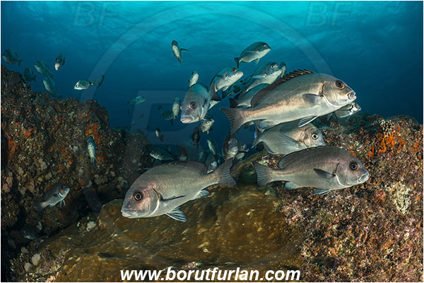 Aliwal shoal, Umkomaas, South Africa, Indian ocean, Plectorhinchus chubbi, Plectorhinchus, Haemulidae, Dusky sweetlips, Sweetlips, Fish, Fish school, Reef