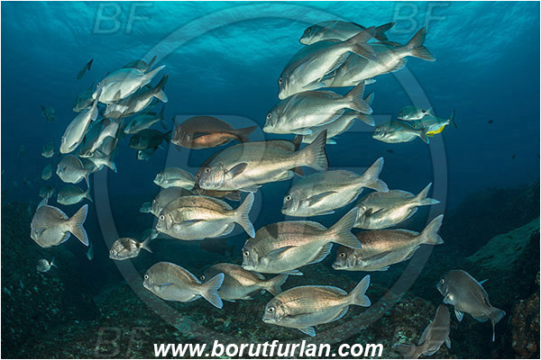 Aliwal shoal, Umkomaas, South Africa, Indian ocean, Polyamblyodon germanum, Polyamblyodon, Sparidae, German, Seabream, Fish, Fish school, Reef