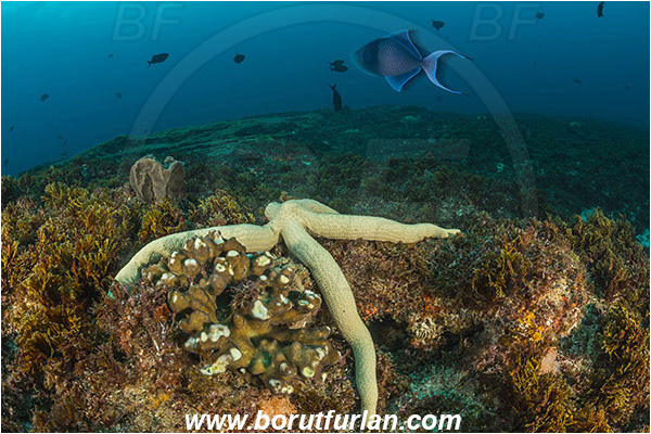 Aliwal shoal, Umkomaas, South Africa, Indian ocean, Reef, Linckia laevigata, Linckia, Ophidiasteridae, Asteroidea, Blue Starfish, Echinodermata, Echinoderm