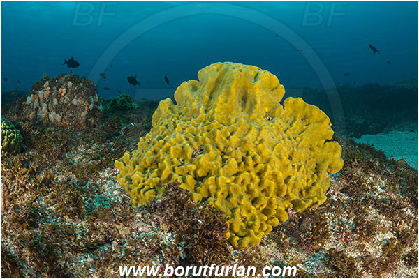 Aliwal shoal, Umkomaas, South Africa, Indian ocean, Sponge, Porifera, Reef, Unidentified