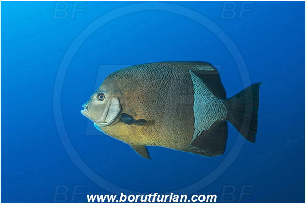 Aliwal shoal, Umkomaas, South Africa, Indian ocean, Pomacanthus rhomboides, Pomacanthus, Pomacanthidae, Old woman angelfish, Angelfish, Fish