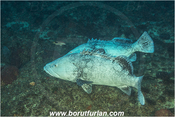 Aliwal shoal, Umkomaas, South Africa, Indian ocean, Epinephelus tukula, Epinephelus, Serranidae, Potato grouper, Grouper, Fish, Reef, Fight, Fighting fish
