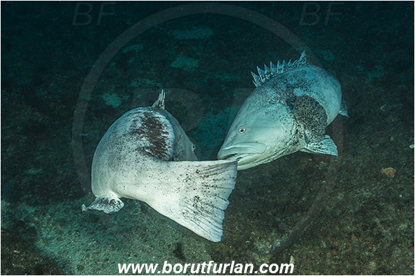 Aliwal shoal, Umkomaas, South Africa, Indian ocean, Epinephelus tukula, Epinephelus, Serranidae, Potato grouper, Grouper, Fish, Reef, Fight, Fighting fish