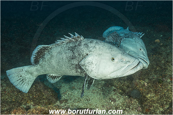 Aliwal shoal, Umkomaas, South Africa, Indian ocean, Epinephelus tukula, Epinephelus, Serranidae, Potato grouper, Grouper, Fish, Reef, Fight, Fighting fish
