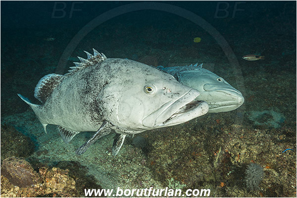 Aliwal shoal, Umkomaas, South Africa, Indian ocean, Epinephelus tukula, Epinephelus, Serranidae, Potato grouper, Grouper, Fish, Reef, Fight, Fighting fish