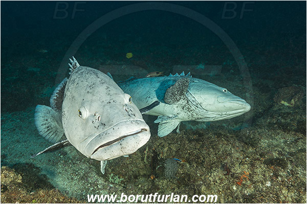 Aliwal shoal, Umkomaas, South Africa, Indian ocean, Epinephelus tukula, Epinephelus, Serranidae, Potato grouper, Grouper, Fish, Reef, Fight, Fighting fish