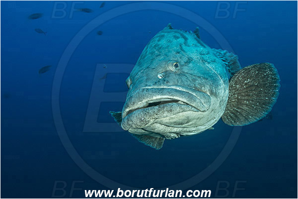 Aliwal shoal, Umkomaas, South Africa, Indian ocean, Epinephelus tukula, Epinephelus, Serranidae, Potato grouper, Grouper, Fish, Portrait