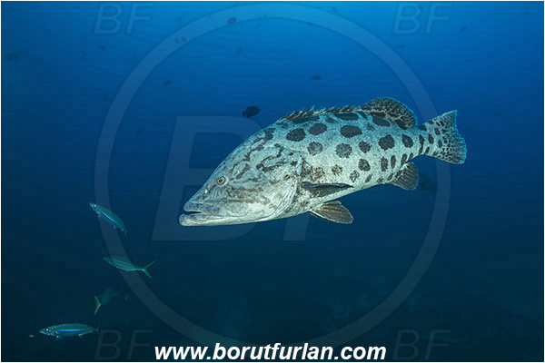 Aliwal shoal, Umkomaas, South Africa, Indian ocean, Epinephelus tukula, Epinephelus, Serranidae, Potato grouper, Grouper, Fish