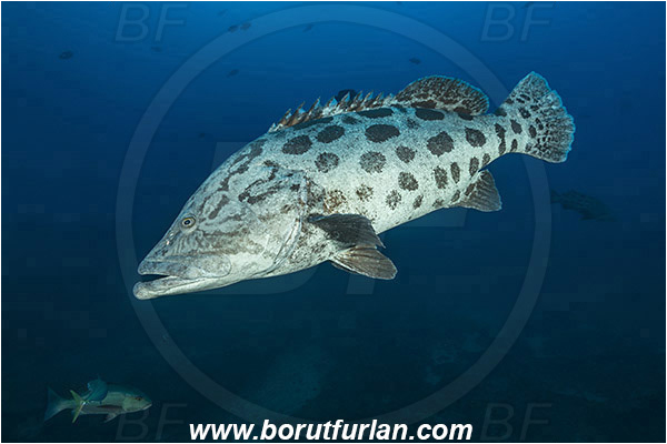 Aliwal shoal, Umkomaas, South Africa, Indian ocean, Epinephelus tukula, Epinephelus, Serranidae, Potato grouper, Grouper, Fish