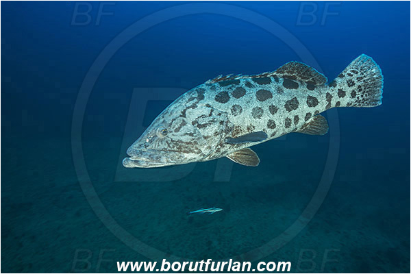 Aliwal shoal, Umkomaas, South Africa, Indian ocean, Epinephelus tukula, Epinephelus, Serranidae, Potato grouper, Grouper, Fish, Reef