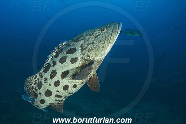 Aliwal shoal, Umkomaas, South Africa, Indian ocean, Epinephelus tukula, Epinephelus, Serranidae, Potato grouper, Grouper, Fish