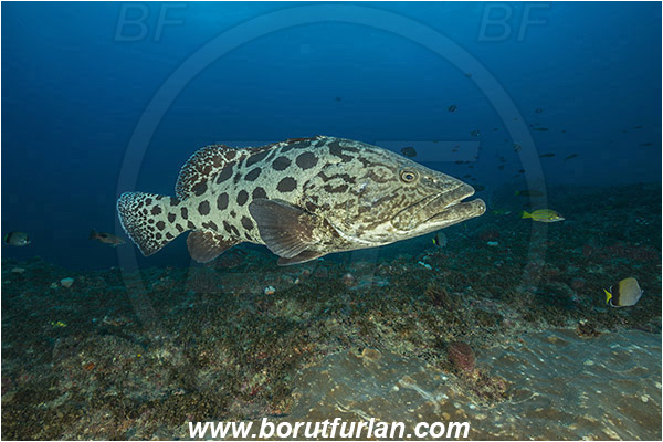 Aliwal shoal, Umkomaas, South Africa, Indian ocean, Epinephelus tukula, Epinephelus, Serranidae, Potato grouper, Grouper, Fish, Reef
