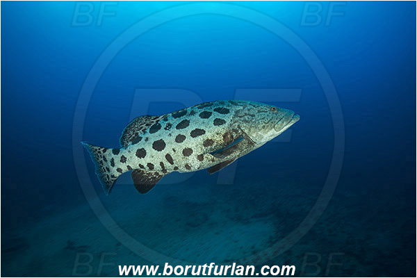 Aliwal shoal, Umkomaas, South Africa, Indian ocean, Epinephelus tukula, Epinephelus, Serranidae, Potato grouper, Grouper, Fish, Reef