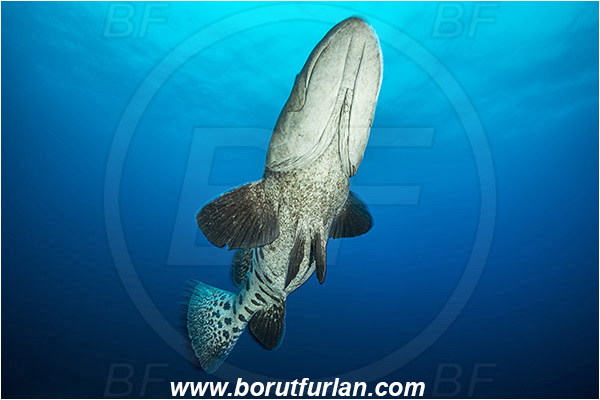 Aliwal shoal, Umkomaas, South Africa, Indian ocean, Epinephelus tukula, Epinephelus, Serranidae, Potato grouper, Grouper, Fish