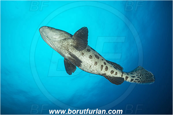 Aliwal shoal, Umkomaas, South Africa, Indian ocean, Epinephelus tukula, Epinephelus, Serranidae, Potato grouper, Grouper, Fish