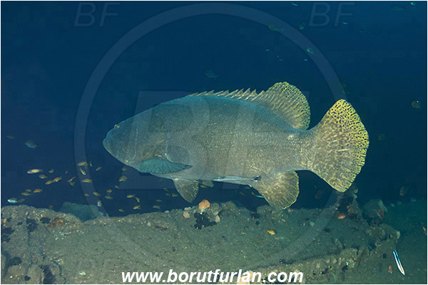 Wreck Produce, Umkomaas, South Africa, Indian ocean, Epinephelus lanceolatus, Epinephelus, Serranidae, Giant grouper, Queensland grouper, Brindle bass, Grouper, Fish