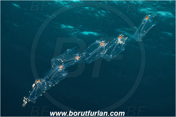 Aliwal shoal, Umkomaas, South Africa, Indian ocean, Ctenophora, Lobed Comb Jelly, Plankton, Unidentified