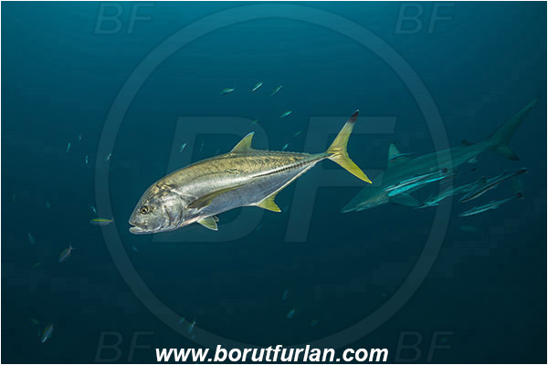 Aliwal shoal, Umkomaas, South Africa, Indian ocean, Caranx heberi, Caranx, Carangidae, Blacktip trevally, Yellowtail kingfish, Trevally, Carcharhinus limbatus, Carcharhinus, Carcharhinidae, Elasmobranchii, Oceanic blacktip shark, Shark, Fish