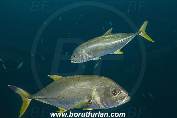 Aliwal shoal, Umkomaas, South Africa, Indian ocean, Caranx heberi, Caranx, Carangidae, Blacktip trevally, Yellowtail kingfish, Trevally, Fish