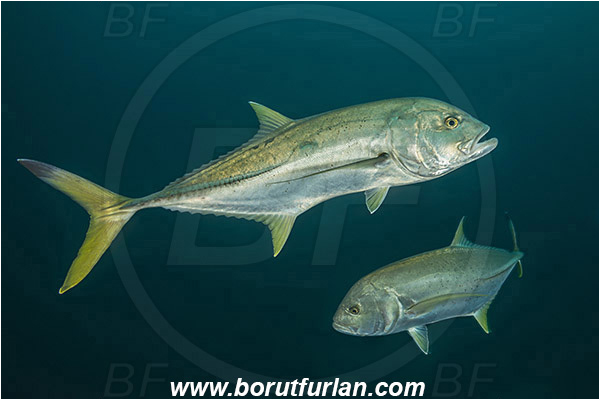 Aliwal shoal, Umkomaas, South Africa, Indian ocean, Caranx heberi, Caranx, Carangidae, Blacktip trevally, Yellowtail kingfish, Trevally, Fish