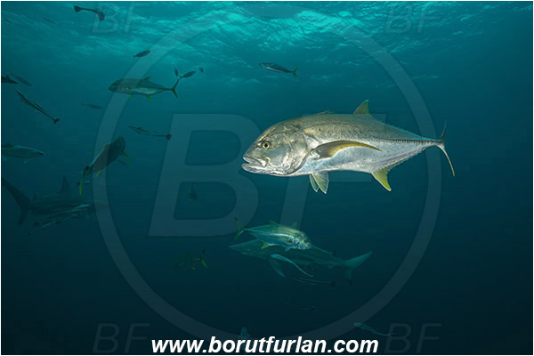 Aliwal shoal, Umkomaas, South Africa, Indian ocean, Caranx heberi, Caranx, Carangidae, Blacktip trevally, Yellowtail kingfish, Trevally, Fish, Fish school