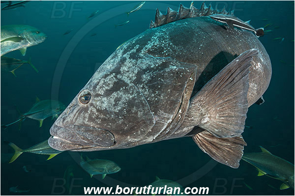 Aliwal shoal, Umkomaas, South Africa, Indian ocean, Epinephelus tukula, Epinephelus, Serranidae, Potato grouper, Grouper, Fish