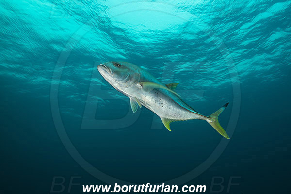 Aliwal shoal, Umkomaas, South Africa, Indian ocean, Caranx heberi, Caranx, Carangidae, Blacktip trevally, Yellowtail kingfish, Trevally, Fish