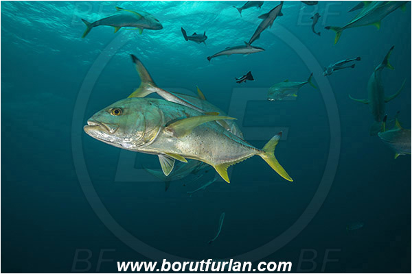 Aliwal shoal, Umkomaas, South Africa, Indian ocean, Caranx heberi, Caranx, Carangidae, Blacktip trevally, Yellowtail kingfish, Trevally, Fish, Fish school