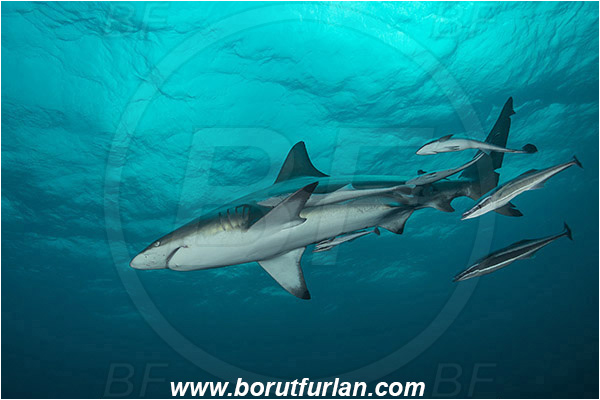 Aliwal shoal, Umkomaas, South Africa, Indian ocean, Carcharhinus limbatus, Carcharhinus, Carcharhinidae, Elasmobranchii, Oceanic blacktip shark, Shark, Echeneis naucrates, Echeneidae, Slender Suckerfish, Suckerfish, Fish