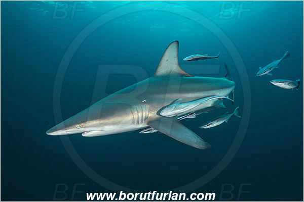 Aliwal shoal, Umkomaas, South Africa, Indian ocean, Carcharhinus limbatus, Carcharhinus, Carcharhinidae, Elasmobranchii, Oceanic blacktip shark, Shark, Echeneis naucrates, Echeneidae, Slender Suckerfish, Suckerfish, Fish
