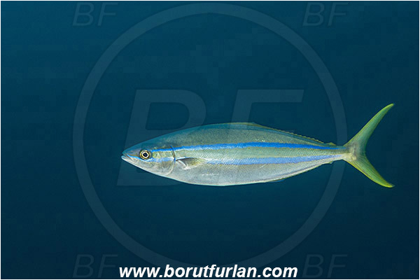 Aliwal shoal, Umkomaas, South Africa, Indian ocean, Elagatis bipinnulata, Elagatis, Carangidae, Rainbow runner, Trevally, Fish