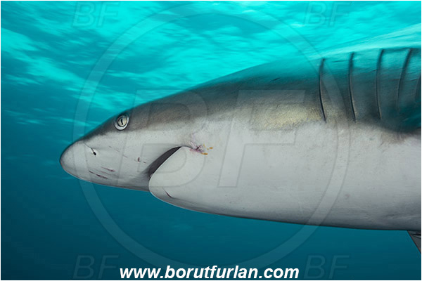 Aliwal shoal, Umkomaas, South Africa, Indian ocean, Carcharhinus limbatus, Carcharhinus, Carcharhinidae, Elasmobranchii, Oceanic blacktip shark, Shark, Fish, Portrait