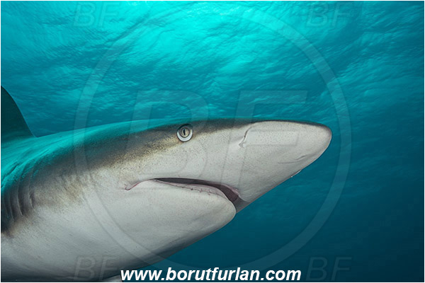 Aliwal shoal, Umkomaas, South Africa, Indian ocean, Carcharhinus limbatus, Carcharhinus, Carcharhinidae, Elasmobranchii, Oceanic blacktip shark, Shark, Fish, Portrait