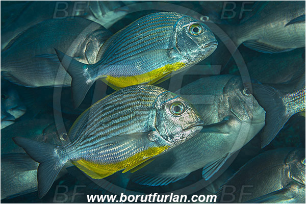 Aliwal shoal, Umkomaas, South Africa, Indian ocean, Rhabdosargus thorpei, Rhabdosargus, Sparidae, Bigeye stumpnose, Seabream, Fish