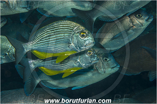 Aliwal shoal, Umkomaas, South Africa, Indian ocean, Rhabdosargus thorpei, Rhabdosargus, Sparidae, Bigeye stumpnose, Seabream, Fish