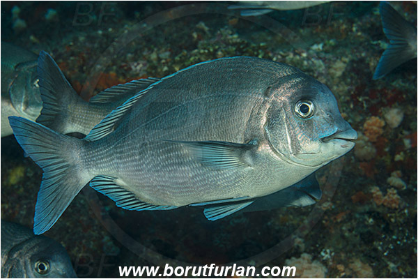 Aliwal shoal, Umkomaas, South Africa, Indian ocean, Polyamblyodon germanum, Polyamblyodon, Sparidae, German, Seabream, Fish