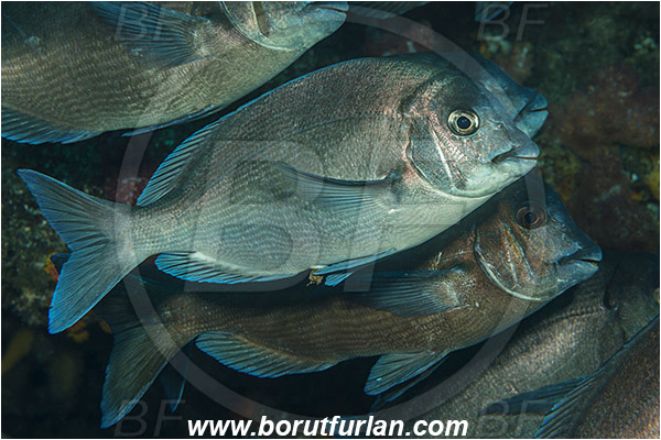 Aliwal shoal, Umkomaas, South Africa, Indian ocean, Polyamblyodon germanum, Polyamblyodon, Sparidae, German, Seabream, Fish, Fish school