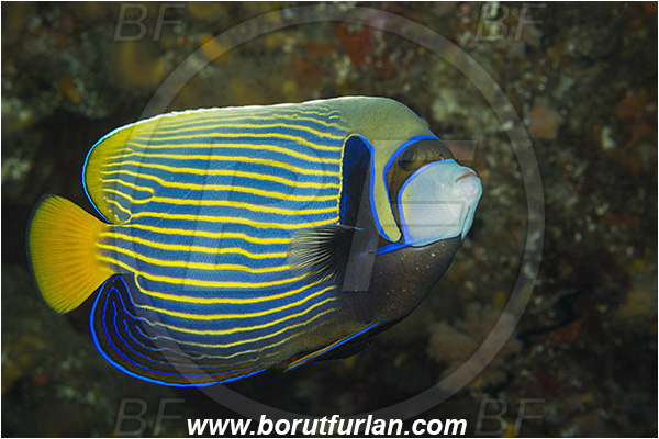 Aliwal shoal, Umkomaas, South Africa, Indian ocean, Pomacanthus imperator, Pomacanthus, Emperor Angelfish, Angelfish, Pomacanthidae, Fish