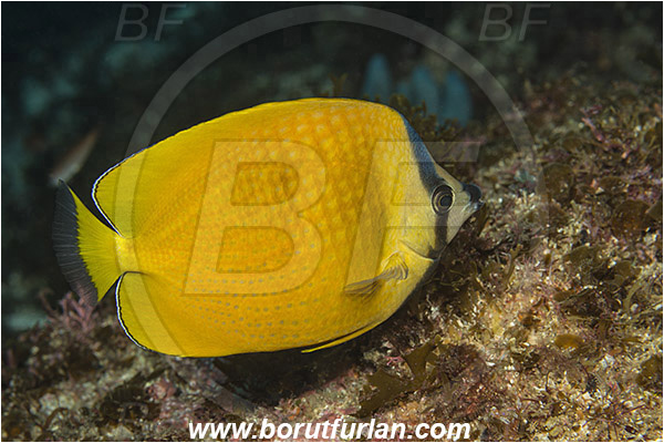 Aliwal shoal, Umkomaas, South Africa, Indian ocean, Chaetodon kleinii, Chaetodon, Chaetodontidae, Sunburst butterflyfish, Klein