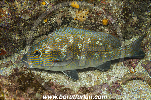 Aliwal shoal, Umkomaas, South Africa, Indian ocean, Plectorhinchus flavomaculatusi, Plectorhinchus, Haemulidae, Goldspotted sweetlips, Sweetlips, Fish
