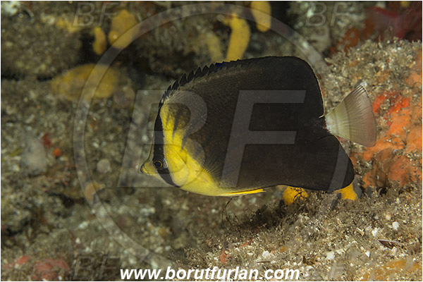 Aliwal shoal, Umkomaas, South Africa, Indian ocean, Chaetodon blackburnii, Chaetodon, Chaetodontidae, Blackburn