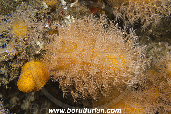 Aliwal shoal, Umkomaas, South Africa, Indian ocean, Parasphaerasclera aurea, Parasphaerasclera, Parasphaerascleridae, Radial sea pen, Soft coral, Coral, Anthozoa, Cnidaria, Cnidarian