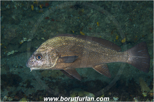 Aliwal shoal, Umkomaas, South Africa, Indian ocean, Umbrina canariensis, Umbrina, Sciaenidae, Canary drum, Drum, Fish