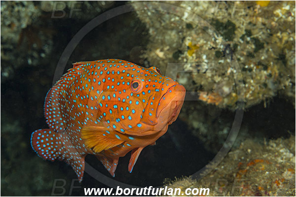 Aliwal shoal, Umkomaas, South Africa, Indian ocean, Cephalopholis miniata, Cephalopholis, Serranidae, Coral grouper, Grouper, Fish