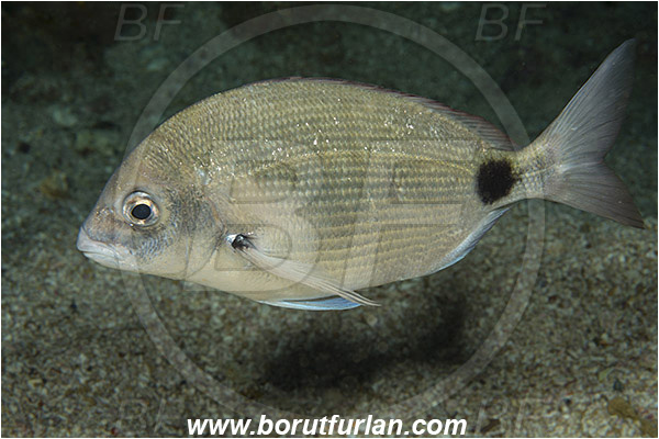 Aliwal shoal, Umkomaas, South Africa, Indian ocean, Diplodus capensis, Diplodus, Sparidae, Blacktail, Cape white seabream, Seabream, Fish