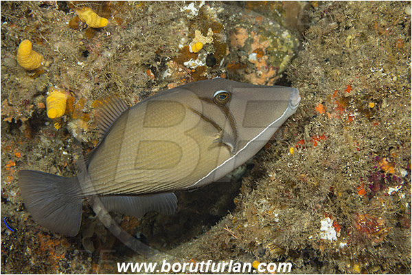 Aliwal shoal, Umkomaas, South Africa, Indian ocean, Sufflamen bursa, Sufflamen, Balistidae, Boomerang triggerfish, Triggerfish, Fish